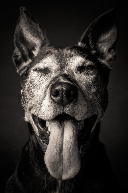 Sourire canin © Isabelle Gadbois