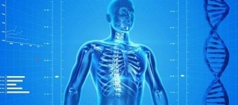 Human skeletonvignette